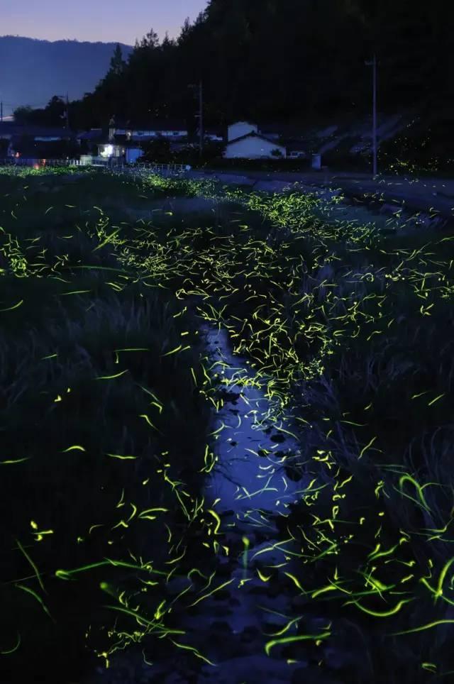 逃离香蕉农田